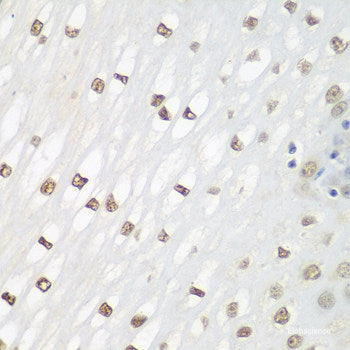 Immunofluorescence analysis of U2OS cells using HLF Polyclonal Antibody at dilution of  1:100. Blue: DAPI for nuclear staining.