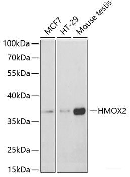 Western blot analysis of extracts of various cell lines using Symmetric DiMethyl-Histone H3-R17 Polyclonal Antibody.