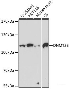 Immunofluorescence analysis of C6 cells using SUV39H1 Polyclonal Antibody at dilution of  1:100 (40x lens). Blue: DAPI for nuclear staining.