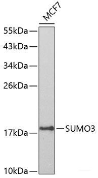 Immunofluorescence analysis of U2OS cells using ANXA7 Polyclonal Antibody at dilution of  1:100. Blue: DAPI for nuclear staining.