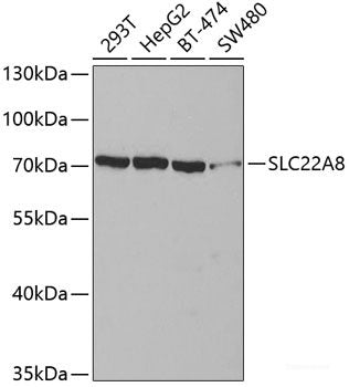 Immunofluorescence analysis of U2OS cells using BBS4 Polyclonal Antibody at dilution of  1:100. Blue: DAPI for nuclear staining.