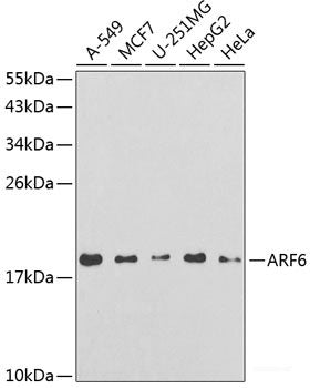 Western blot analysis of extracts of various cell lines using CSTB Polyclonal Antibody at dilution of 1:1000.
