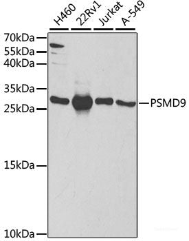 Western blot analysis of extracts of various cell lines using PNMT Polyclonal Antibody at dilution of 1:1000.