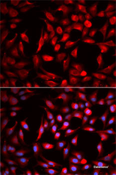 Immunofluorescence analysis of U2OS cells using NKX2-5 Polyclonal Antibody at dilution of  1:100. Blue: DAPI for nuclear staining.