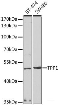 Western blot analysis of extracts of various cell lines using FADD Polyclonal Antibody at dilution of 1:1000.