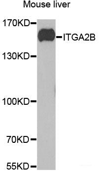 Immunohistochemistry of paraffin-embedded Rat heart using SF3B2 Polyclonal Antibody at dilution of  1:100 (40x lens).