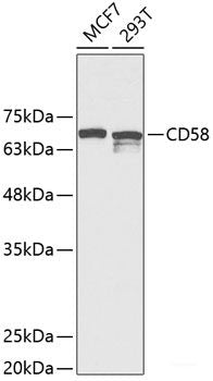 Western blot analysis of extracts of various cell lines using KTN1 Polyclonal Antibody at dilution of 1:1000.