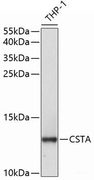 Immunohistochemistry of paraffin-embedded Rat brain using ILF2 Polyclonal Antibody at dilution of  1:100 (40x lens).