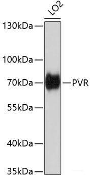 Immunohistochemistry of paraffin-embedded Rat spleen using AQR Polyclonal Antibody at dilution of  1:100 (40x lens).
