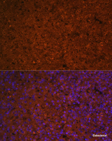 Immunofluorescence analysis of U2OS cells using EIF4E Polyclonal Antibody at dilution of  1:100. Blue: DAPI for nuclear staining.