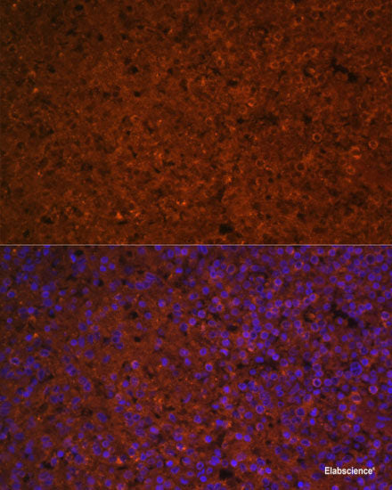 Immunofluorescence analysis of U2OS cells using EIF4E Polyclonal Antibody at dilution of  1:100. Blue: DAPI for nuclear staining.
