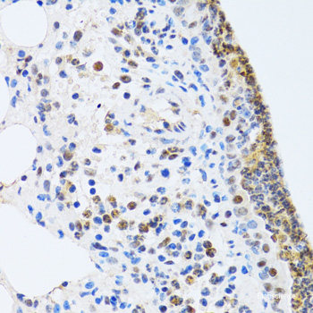 Immunofluorescence analysis of U2OS cells using PIWIL1 Polyclonal Antibody at dilution of  1:100. Blue: DAPI for nuclear staining.