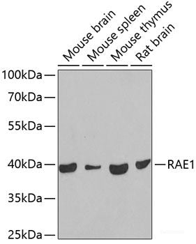 Immunohistochemistry of paraffin-embedded Mouse lung using MSTN Polyclonal Antibody at dilution of  1:100 (40x lens).