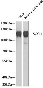 Western blot analysis of extracts of various cell lines using PARN Polyclonal Antibody at dilution of 1:1000.