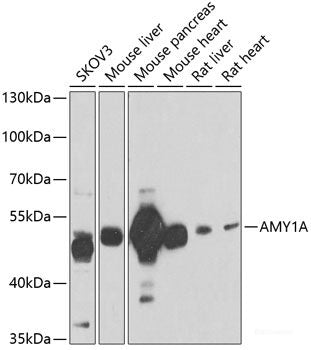 Immunohistochemistry of paraffin-embedded Rat brain using EIF3C Polyclonal Antibody at dilution of  1:100 (40x lens).
