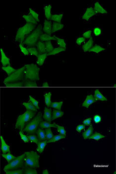 Immunofluorescence analysis of L929 cells using AGR2 Polyclonal Antibody at dilution of  1:100. Blue: DAPI for nuclear staining.