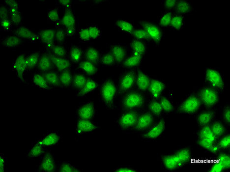 Immunohistochemistry of paraffin-embedded Rat brain using TUSC2 Polyclonal Antibody at dilution of  1:200 (40x lens).