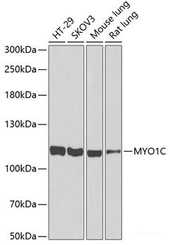 Immunohistochemistry of paraffin-embedded Mouse ileum using CLASP1 Polyclonal Antibody at dilution of  1:100 (40x lens).