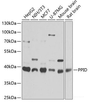 Immunohistochemistry of paraffin-embedded Rat ovary using TES Polyclonal Antibody at dilution of  1:100 (40x lens).