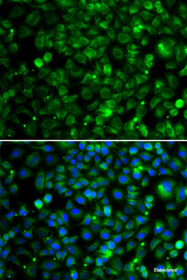 Western blot analysis of extracts of various cell lines using PTK6 Polyclonal Antibody at dilution of 1:1000.