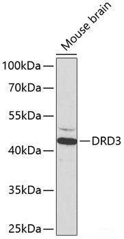 Immunohistochemistry of paraffin-embedded Rat spleen using KDM1 Polyclonal Antibody at dilution of  1:100 (40x lens).