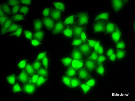 Immunohistochemistry of paraffin-embedded Rat brain using LAMP3 Polyclonal Antibody at dilution of  1:200 (40x lens).