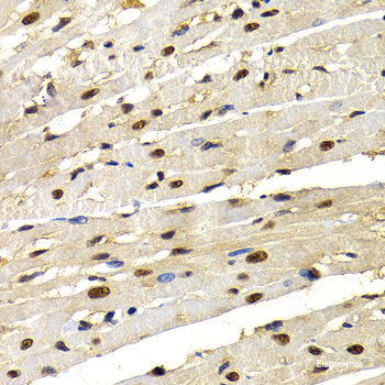 Immunofluorescence analysis of U2OS cells using GFRA1 Polyclonal Antibody at dilution of  1:100. Blue: DAPI for nuclear staining.