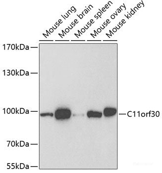 Immunohistochemistry of paraffin-embedded Rat kidney using IMPA1 Polyclonal Antibody at dilution of  1:100 (40x lens).