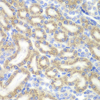 Immunohistochemistry of paraffin-embedded Human stomach using MLN Polyclonal Antibody at dilution of  1:100 (40x lens).