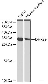 Immunohistochemistry of paraffin-embedded Rat brain using LMNB2 Polyclonal Antibody at dilution of  1:100 (40x lens).