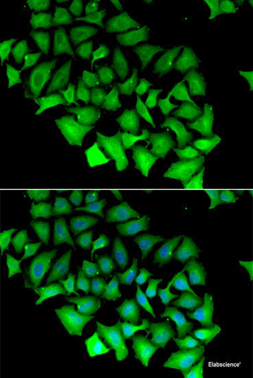Immunohistochemistry of paraffin-embedded Rat kidney using HPD Polyclonal Antibody at dilution of  1:100 (40x lens).