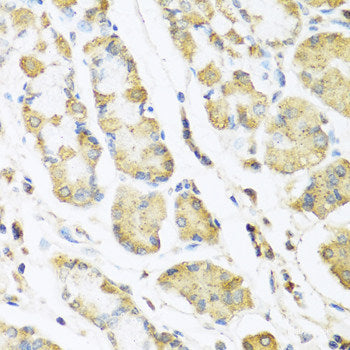Immunohistochemistry of paraffin-embedded Mouse liver using CCBL1 Polyclonal Antibody at dilution of  1:100 (40x lens).