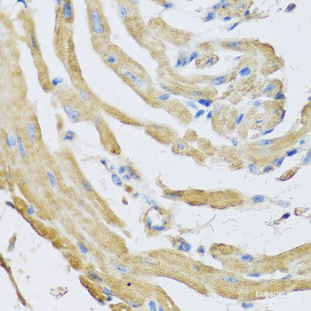 Immunofluorescence analysis of C6 cells using CREB3 Polyclonal Antibody at dilution of  1:100. Blue: DAPI for nuclear staining.