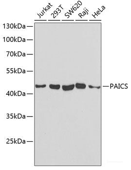 Immunohistochemistry of paraffin-embedded Mouse kidney using Histone H2A.Z Polyclonal Antibody at dilution of  1:100 (40x lens).