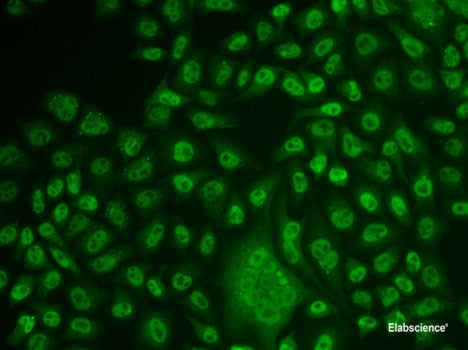 Western blot analysis of extracts of various cell lines using IHH Polyclonal Antibody at dilution of 1:1000.