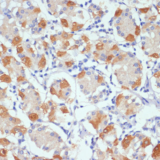 Immunofluorescence analysis of Mouse embryos cells using PTCH1 Polyclonal Antibody at dilution of  1:100. Blue: DAPI for nuclear staining.