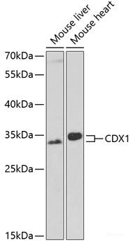 Immunohistochemistry of paraffin-embedded Human kidney using TRIM69 Polyclonal Antibody at dilution of  1:100 (40x lens).