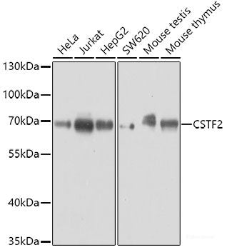 Immunofluorescence analysis of C6 cells using EPHA4 Polyclonal Antibody at dilution of  1:100. Blue: DAPI for nuclear staining.