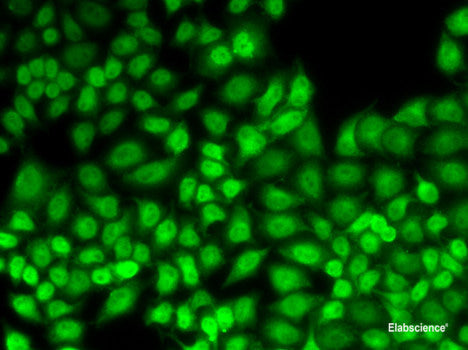 Western blot analysis of extracts of various cell lines using SIGMAR1 Polyclonal Antibody at dilution of 1:500.