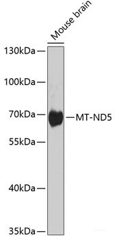 Immunohistochemistry of paraffin-embedded Rat liver using DDX39B Polyclonal Antibody at dilution of  1:100 (40x lens).