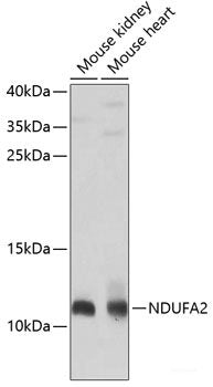 Immunofluorescence analysis of L929 cells using NUP214 Polyclonal Antibody at dilution of  1:100 (40x lens). Blue: DAPI for nuclear staining.