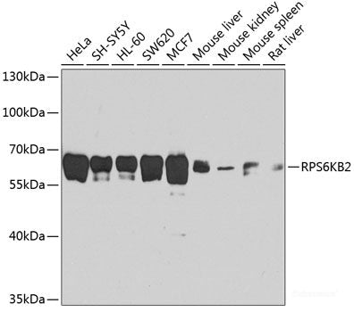Immunofluorescence analysis of U-2 OS cells using RPL34 Polyclonal Antibody at dilution of  1:100. Blue: DAPI for nuclear staining.