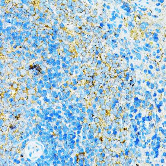 Immunohistochemistry of paraffin-embedded Mouse stomach using GFER Polyclonal Antibody at dilution of  1:100 (40x lens).