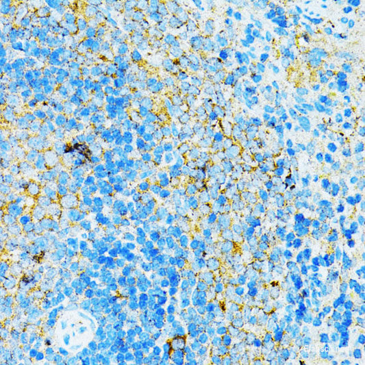 Immunohistochemistry of paraffin-embedded Mouse stomach using GFER Polyclonal Antibody at dilution of  1:100 (40x lens).