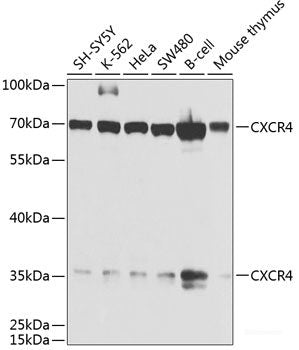 Western blot analysis of extracts of various cell lines using DUSP12 Polyclonal Antibody at dilution of 1:3000.