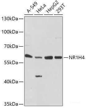 Immunohistochemistry of paraffin-embedded Mouse stomach using RARS2 Polyclonal Antibody at dilution of  1:100 (40x lens).