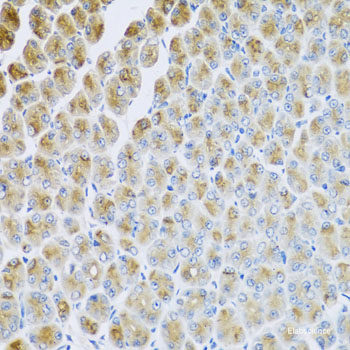 Immunohistochemistry of paraffin-embedded Rat lung using TEFM Polyclonal Antibody at dilution of  1:100 (40x lens).