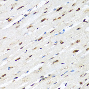 Immunohistochemistry of paraffin-embedded Rat pancreas using CBX8 Polyclonal Antibody at dilution of  1:100 (40x lens).