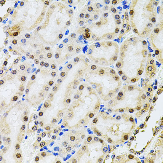 Immunohistochemistry of paraffin-embedded Rat spleen using GLRX Polyclonal Antibody at dilution of  1:200 (40x lens).