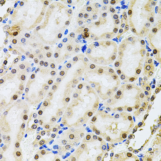 Immunohistochemistry of paraffin-embedded Rat spleen using GLRX Polyclonal Antibody at dilution of  1:200 (40x lens).